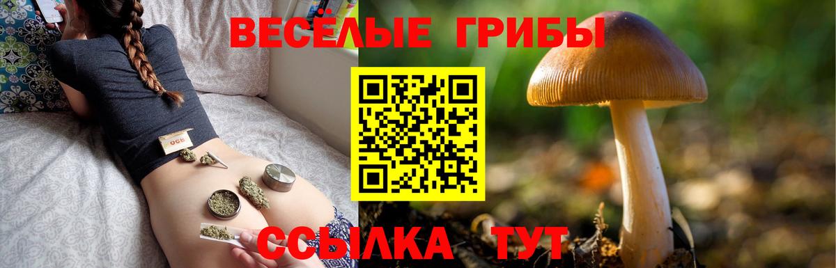 Кировск  купить закладку  Вход с VPN  Галлюциногенные грибы Cubensis 